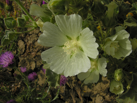 Malva agrigentina / Malvone di Agrigento